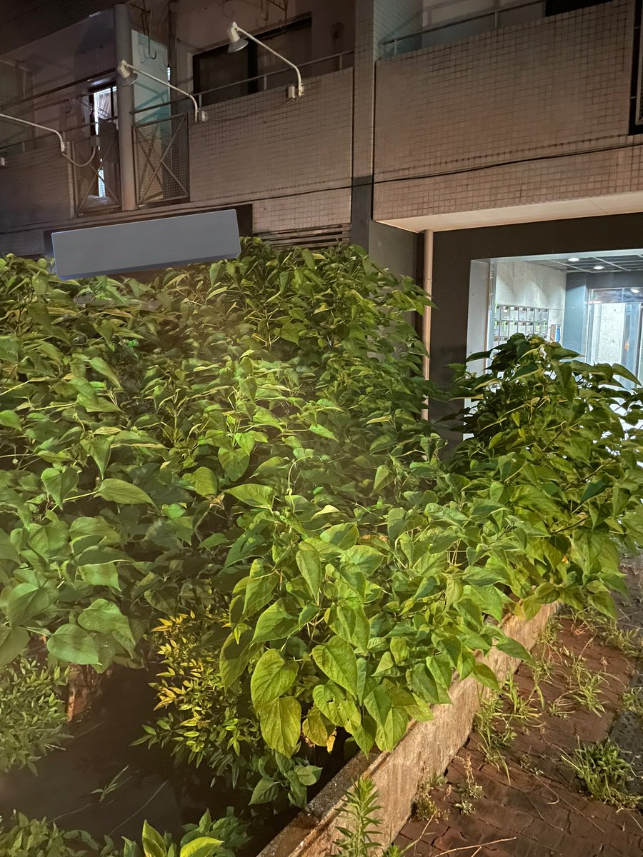 A2113Y's tweet image. 玄関にクサギがあるマンション🌿
羨ましいな😂
