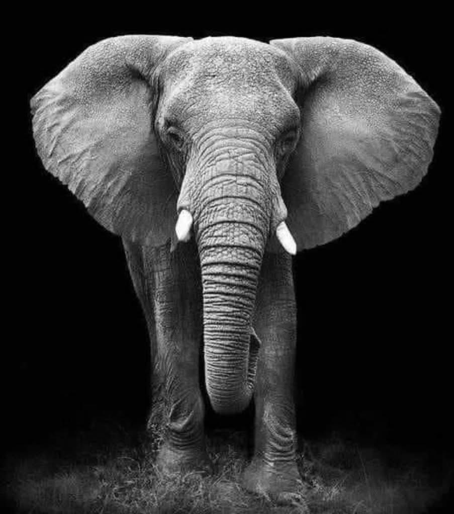 Roy_hit12's tweet image. The Elephant is a winning symbol.