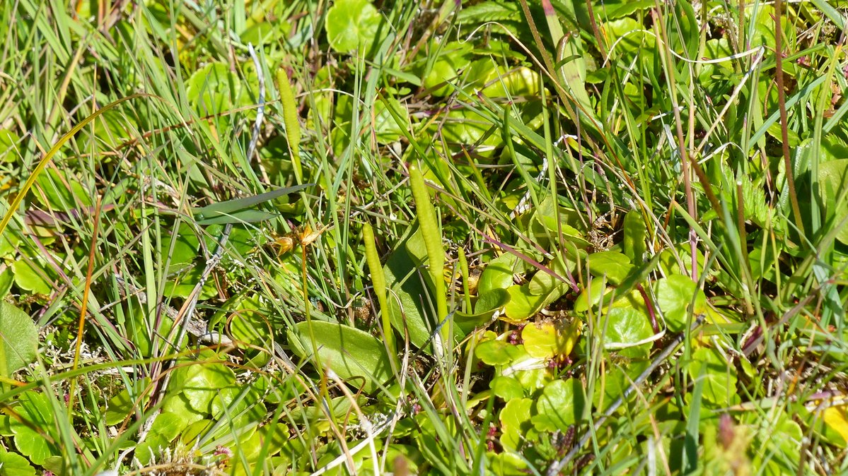 IreneBoston2's tweet image. Rummaging around in the dunes at Berneray led to gems, not least masses of Adders Tongues. I'm sure there were Dwarf ones in there somewhere but I couldn't track them down. Also some lovely Amphibious Bistort, orchids everywhere and swathes of Ragged Robin.