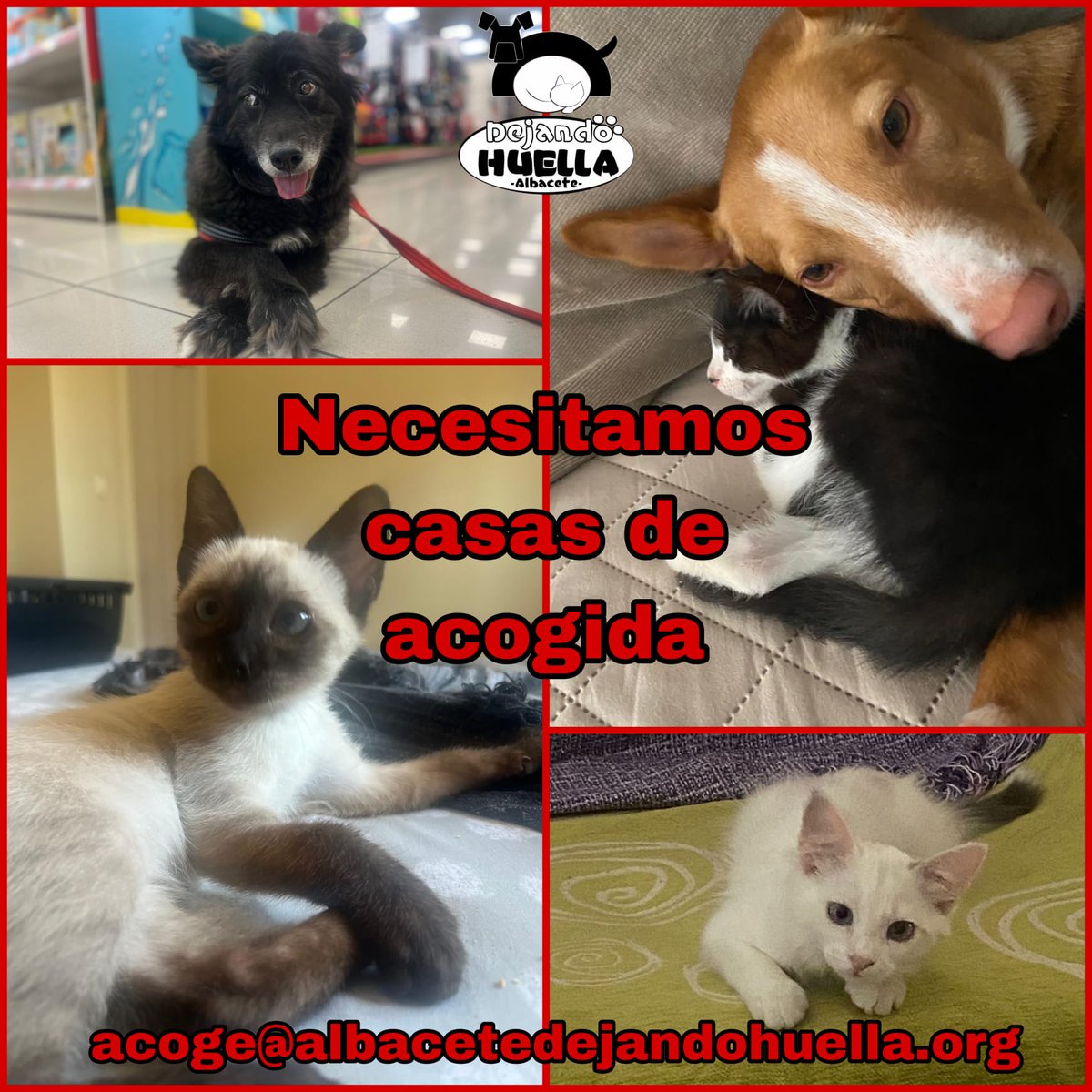 Dejando Huella AB (España) (@dejandohuellaab) on Twitter photo Necesitamos casas de acogida URGENTEMENTE
Estamos desbordados.
¿Y cuál es la labor de una casa de acogida? Estas se encargan de dar un techo durante un tiempo, hasta que alguien se fije en el animal en cuestión.
acoge@albacetedejandohuella.org
¡Te necesitan! Necesitamos casas de acogida URGENTEMENTE
Estamos desbordados.
¿Y cuál es la labor de una casa de acogida? Estas se encargan de dar un techo durante un tiempo, hasta que alguien se fije en el animal en cuestión.
acoge@albacetedejandohuella.org
¡Te necesitan!