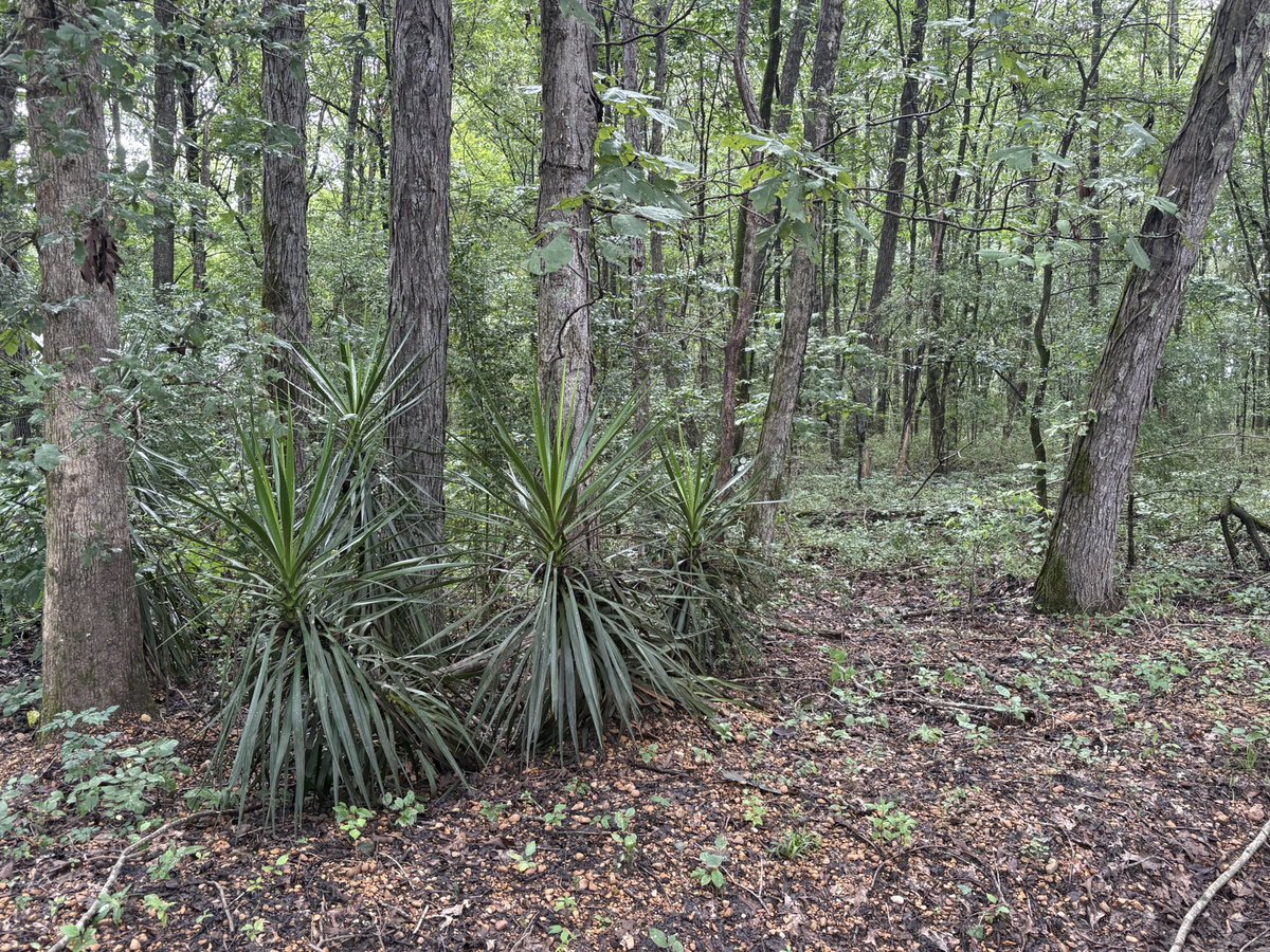 Seen on today’s run:

A very wild looking section of the woods.