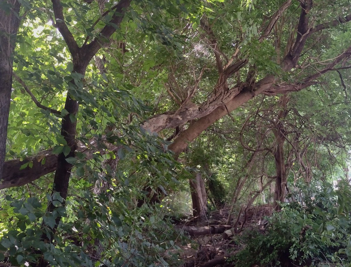 DesolateApostle's tweet image. There's something in the forest that's calling my name. I think I need to go get lost for a while. Possibly forever. 😊