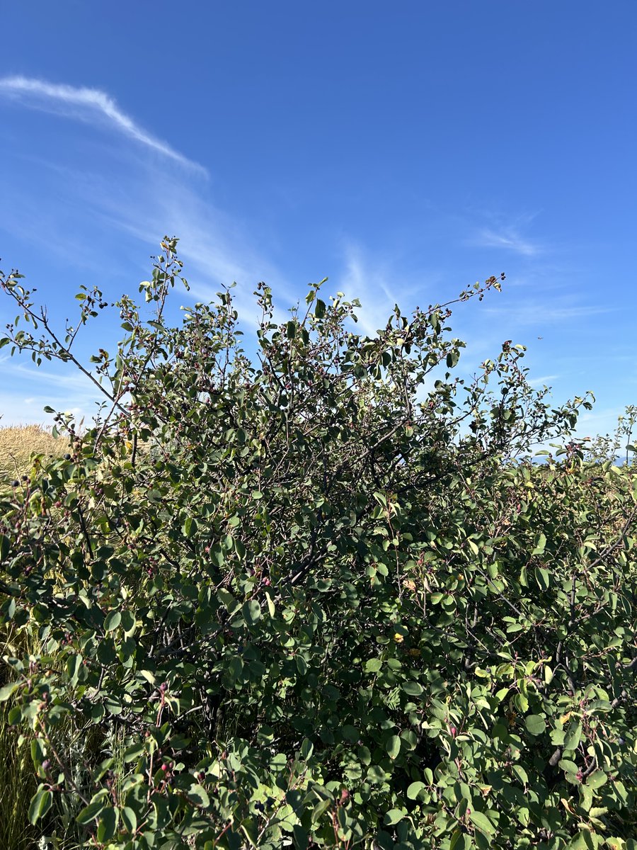 barrett_t's tweet image. Full summer.