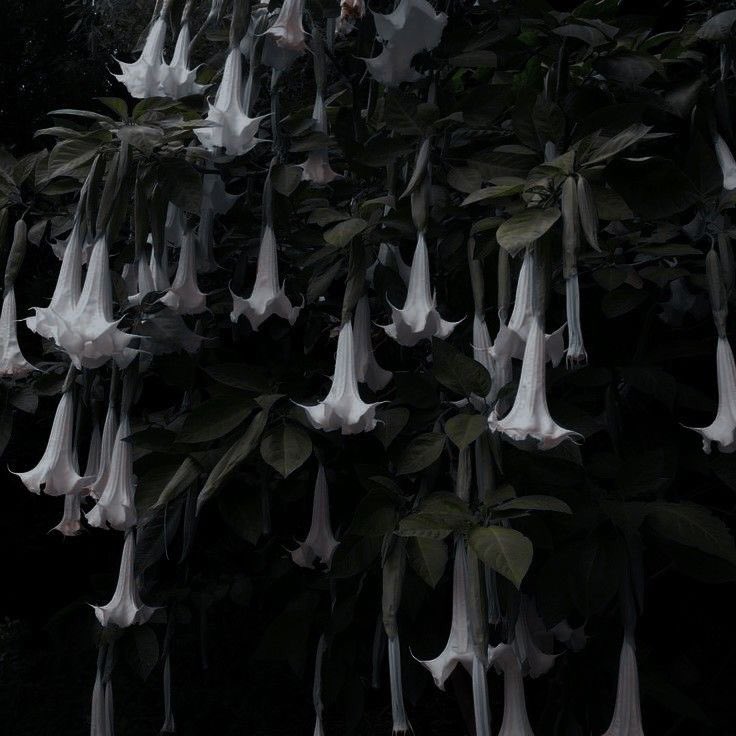 GothAngel030's tweet image. Question of the day #60!!
What flower do you describe ur oc?? Here’s mine!! 🤍🤍
.𖥔 ݁ ˖ Spooky Month Edition!! ݁˖ ݁𖥔
