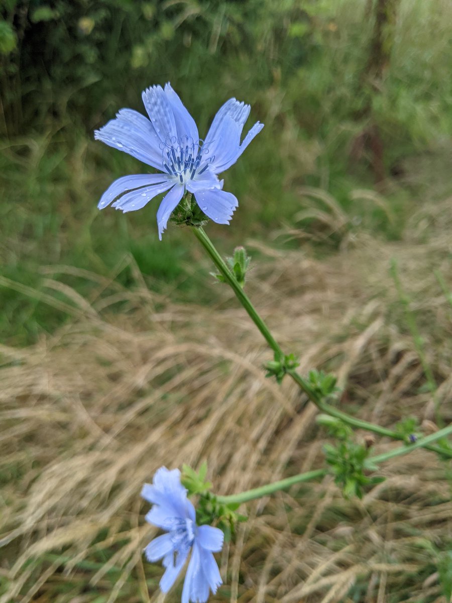 GuruAnaerobic's tweet image. Chicory. Buds and leaves are edible. Roots are baked and ground as a coffee substitute.