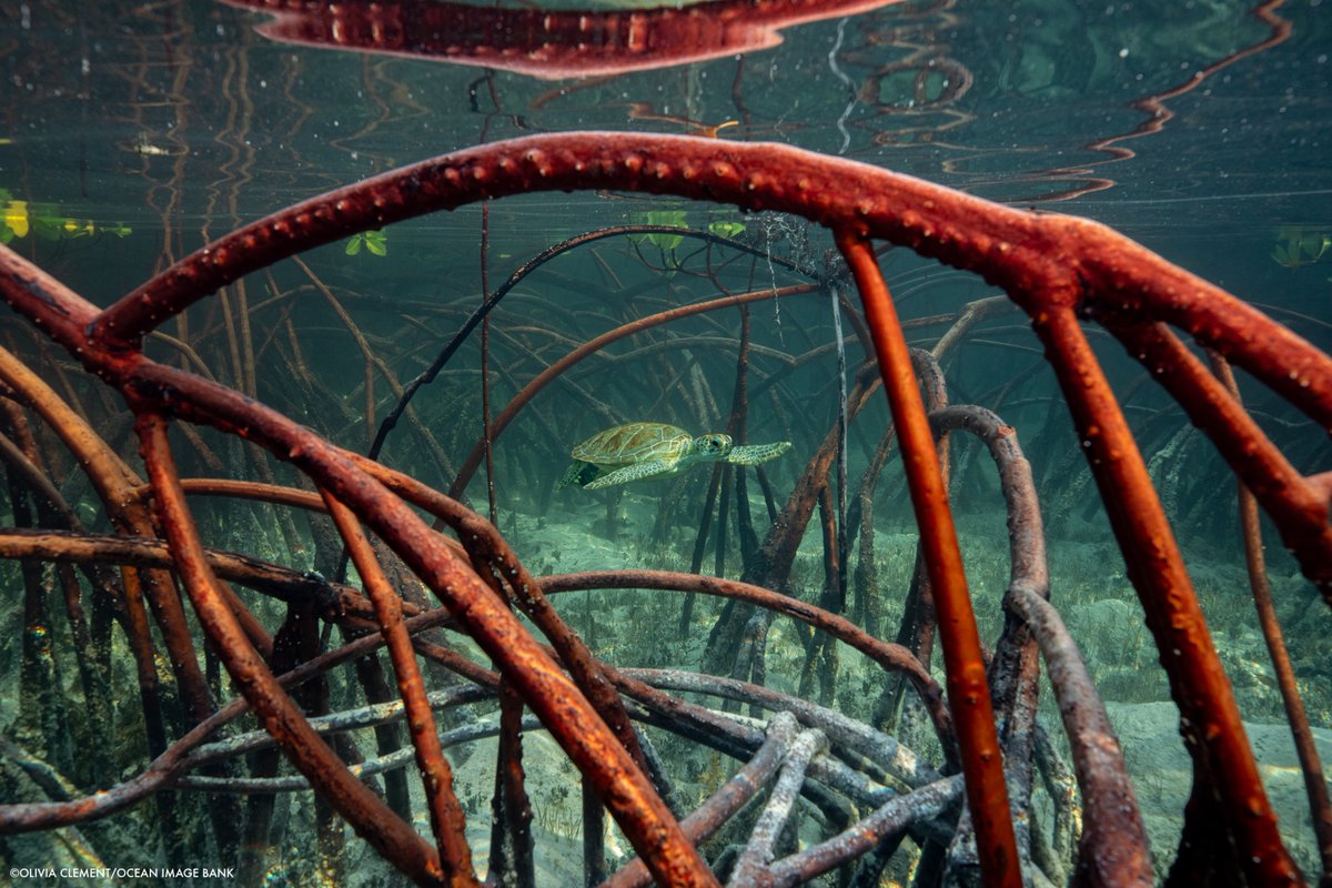 TheWCS's tweet image. In Guatemala, Mozambique, and around the world, we are celebrating #WorldMangroveDay and working to protect and restore mangroves. They are vital to the health of coastal areas, including as a buffer against rising seas.