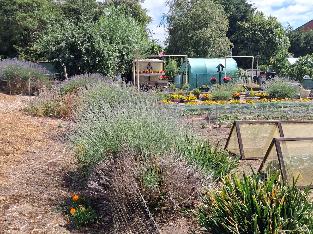 MickBrown3's tweet image. After dropping by to do some casework updates with local residents, I was really pleased to see the fragarent lavender in full bloom and that the duck are now laying again.