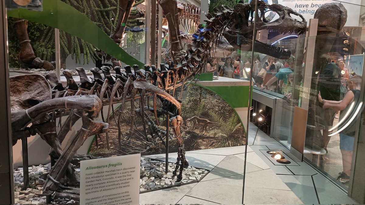 CreatureAuthor's tweet image. My favorite dinosaur!!!
The Allosaurus!
