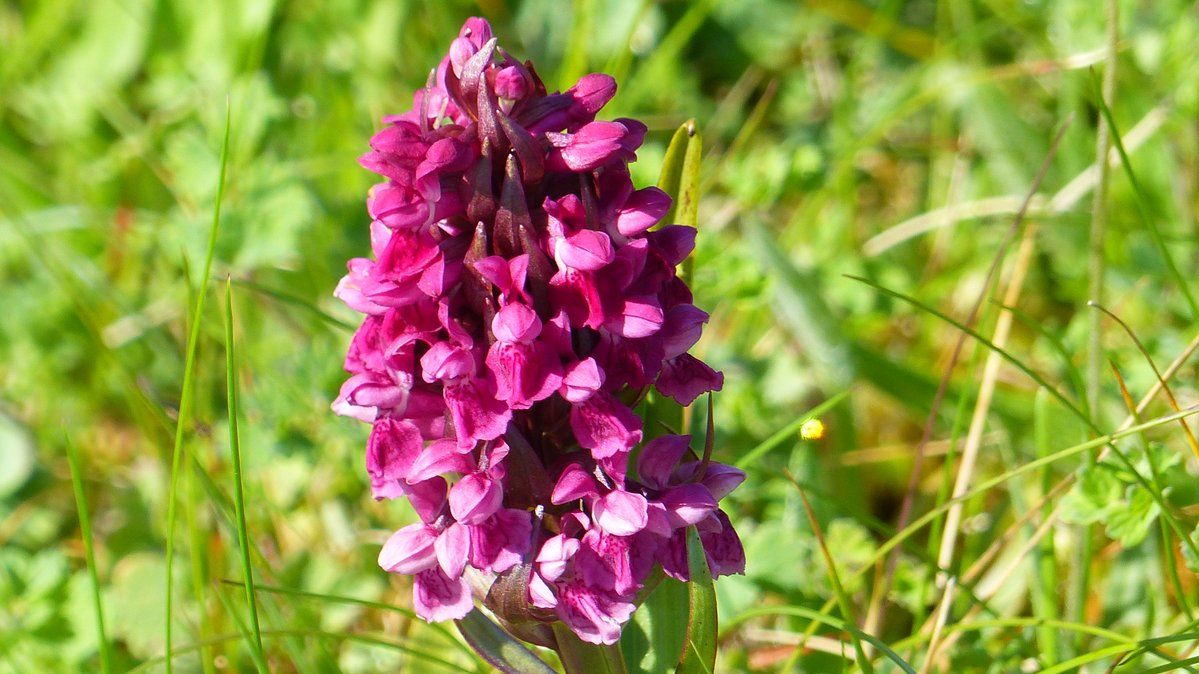 IreneBoston2's tweet image. Rummaging around in the dunes at Berneray led to gems, not least masses of Adders Tongues. I'm sure there were Dwarf ones in there somewhere but I couldn't track them down. Also some lovely Amphibious Bistort, orchids everywhere and swathes of Ragged Robin.