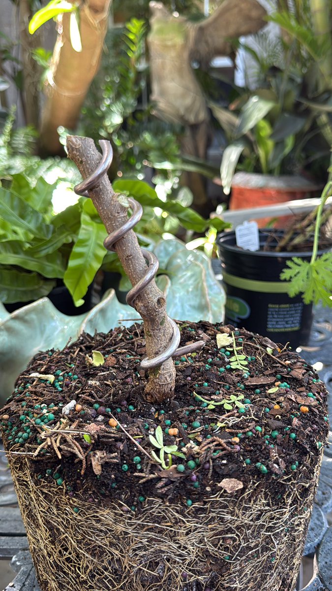 mad_liberals's tweet image. There are days when the tree doesn’t succumb to the pressure