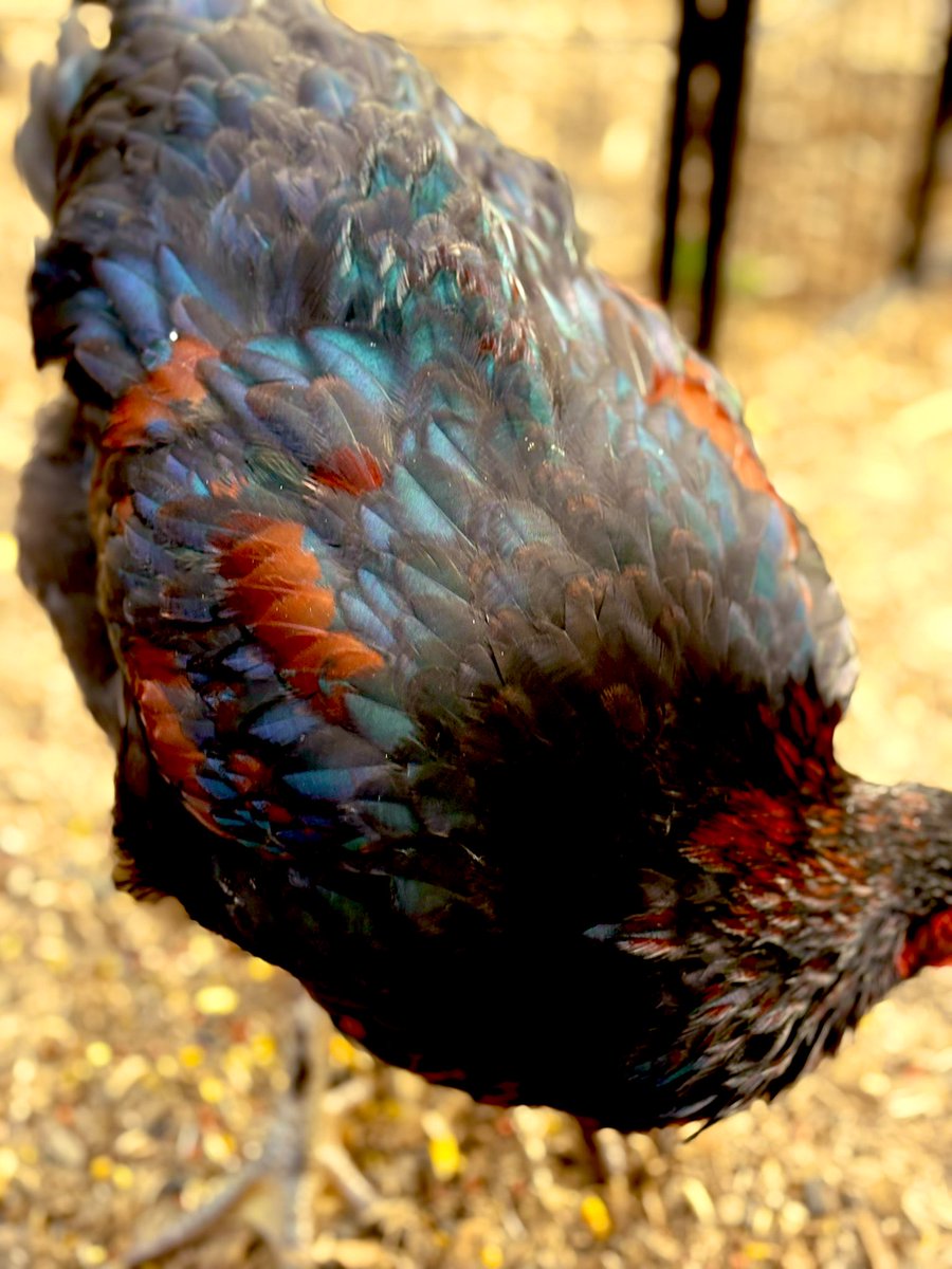 Rangers coloring is crazy! I can’t wait to see his adult colors!