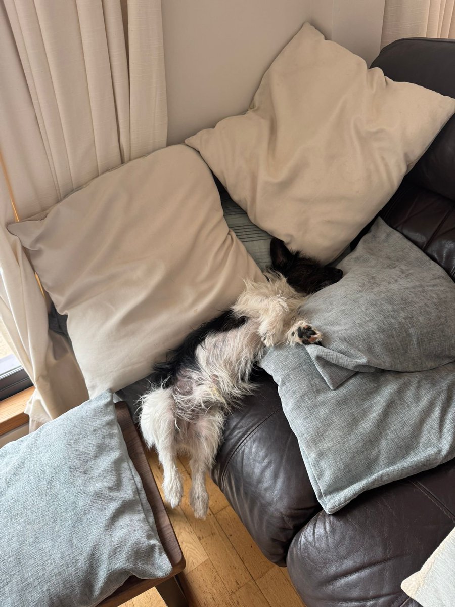 ImpossibleMule's tweet image. So that’s the next hour or so gone - stood here making sure he does not slip further off the sofa.