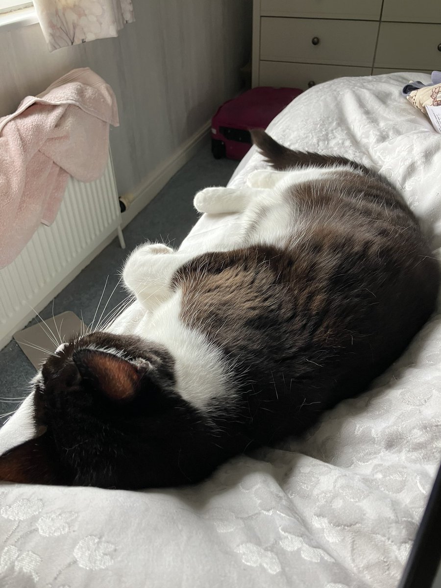 I have a very short window of writing time before I have to get ready for socialising I have agreed to and of course I’m using that time wisely… taking photos of Theo