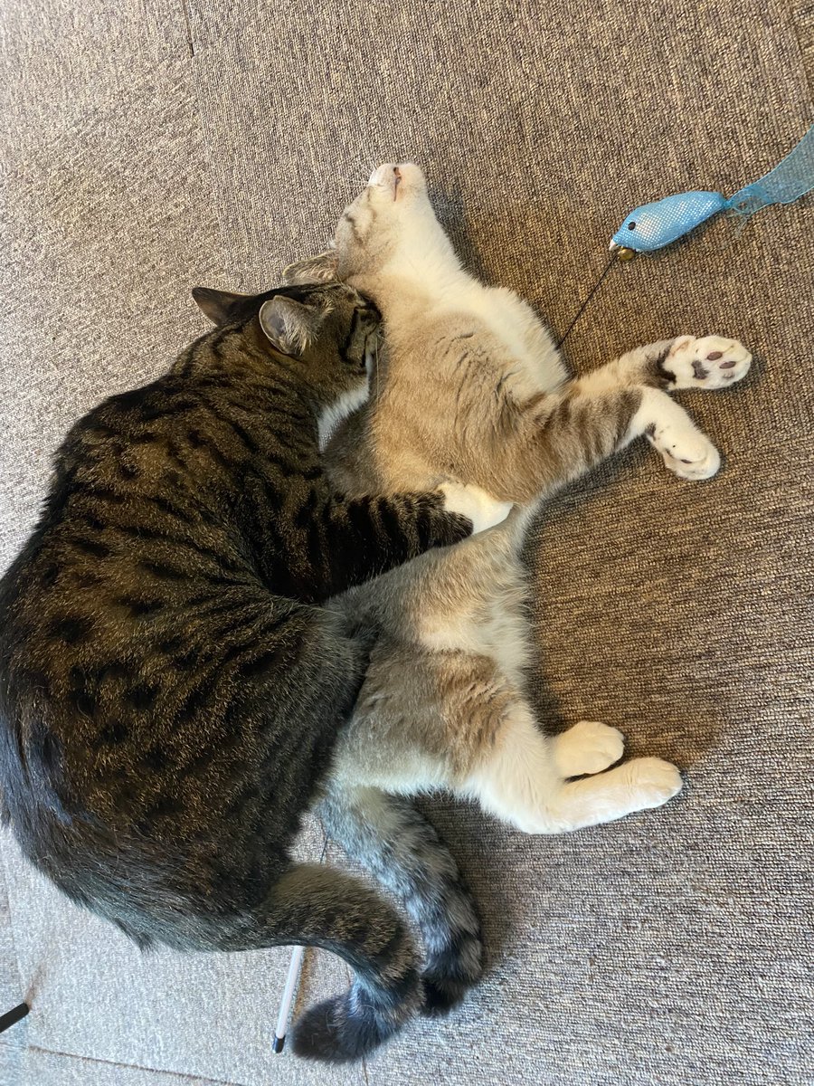 nekohige22's tweet image. 遊んでいたら、首を噛まれ
ゴロちゃん「やめろにゃー💢」