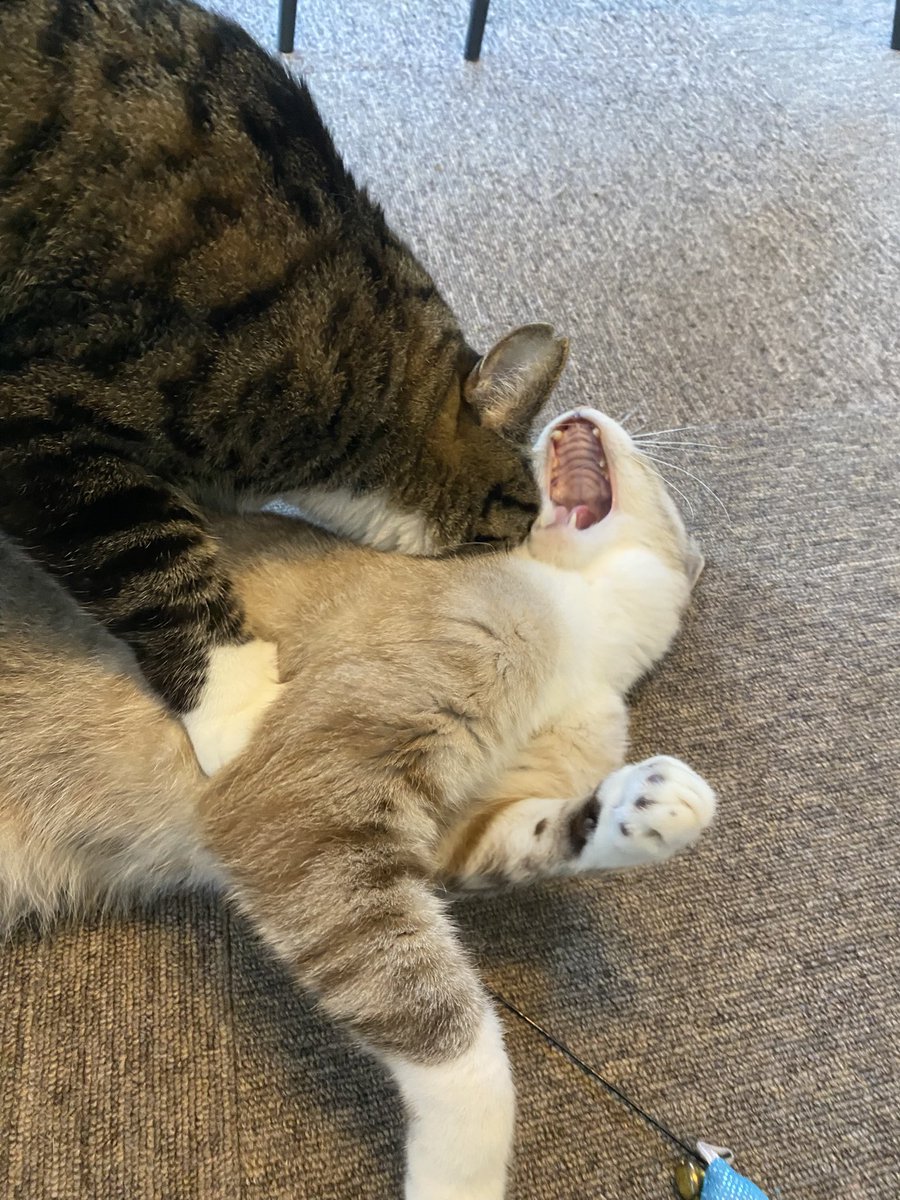 nekohige22's tweet image. 遊んでいたら、首を噛まれ
ゴロちゃん「やめろにゃー💢」