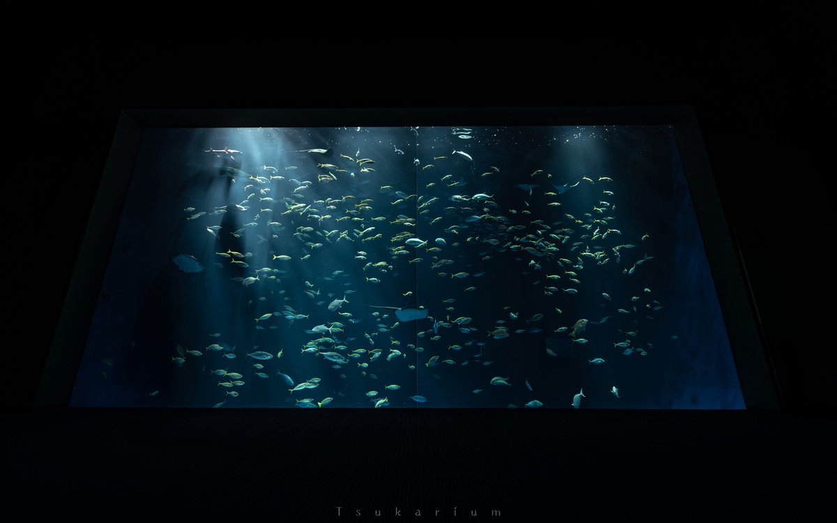tsukarium's tweet image. 夏はサンセットも見られるし四国水族館に行きたくなるね