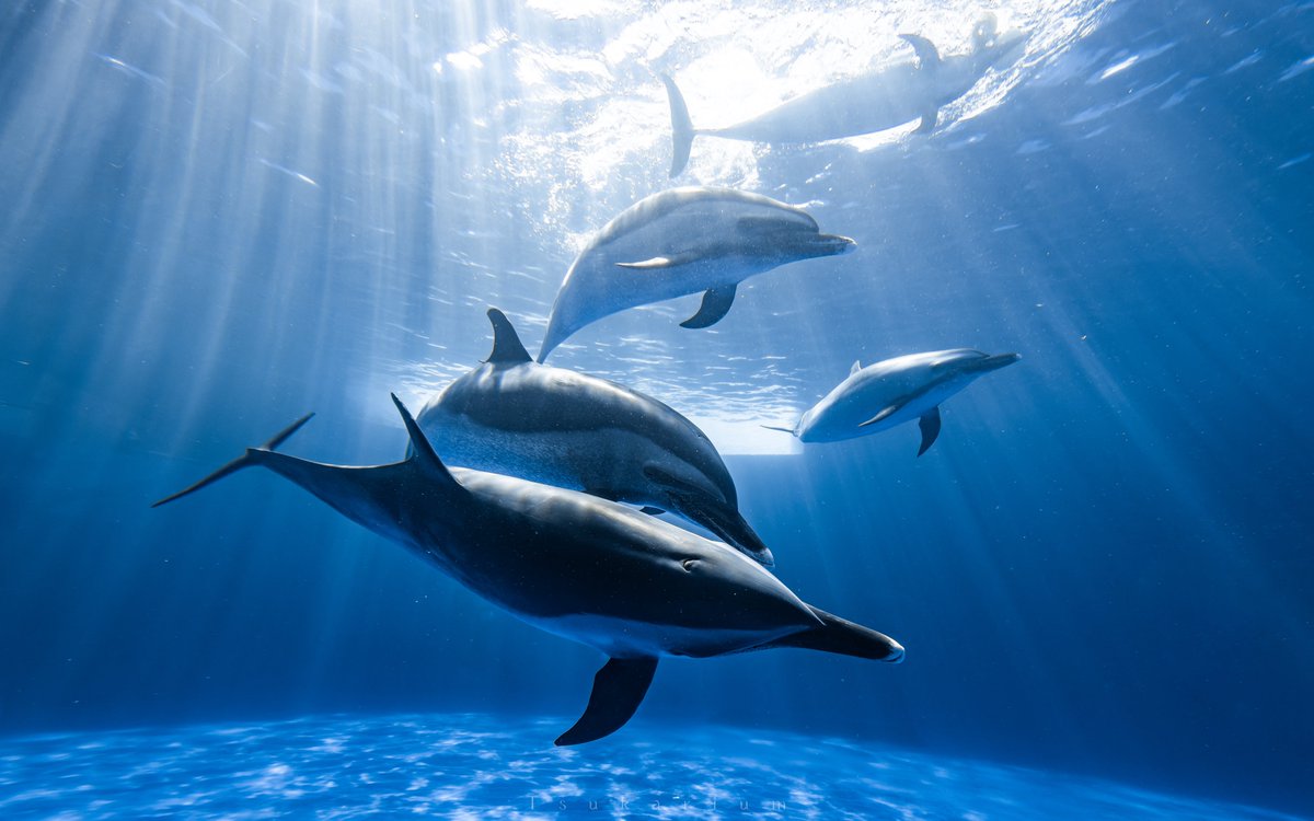 tsukarium's tweet image. 夏はサンセットも見られるし四国水族館に行きたくなるね