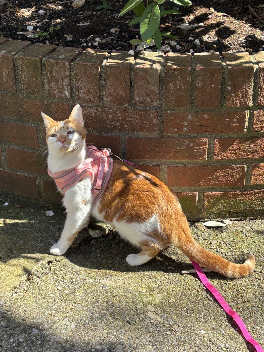 binkywinkywoo's tweet image. one year ago gotcha day,,,, wen i was so smal…… now i am so biggly