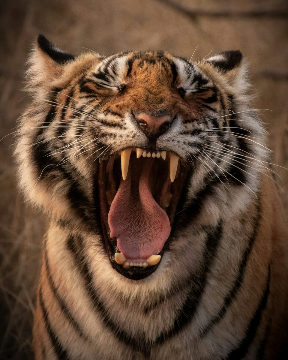 rollingtaro's tweet image. ヨッシャー‼️‼️‼️‼️‼️‼️‼️
勝ったぞ‼️‼️‼️‼️‼️‼️‼️‼️
とらほー🐯🐯🐯🐯🐯🐯🐯🐯
明日も勝つぞ‼️‼️‼️‼️‼️‼️
🤣🤣🤣🤣🤣🤣🤣🤣🤣🤣🤣