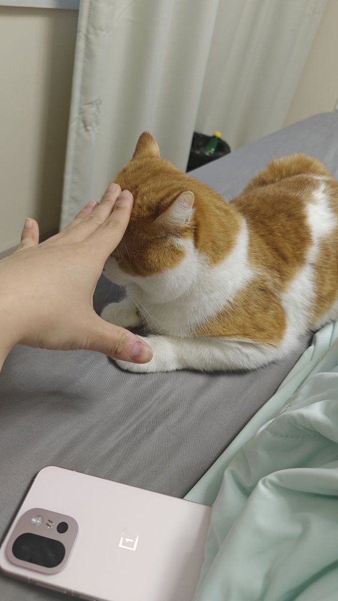 好了，完全搞定了，总体来说搞定家暴党的家长还是非常轻松的

小 mtf 女友家里人答应她了，允许她吃药留长发，鼓励她给自己整好看点之后穿女装出门，到 20 岁时还坚持要做女孩子，就出钱给她 srs

现在 18，刚开始 hrt 五个月，到 20 了差不多 hrt 正好两年

顺便来看看肥猫（