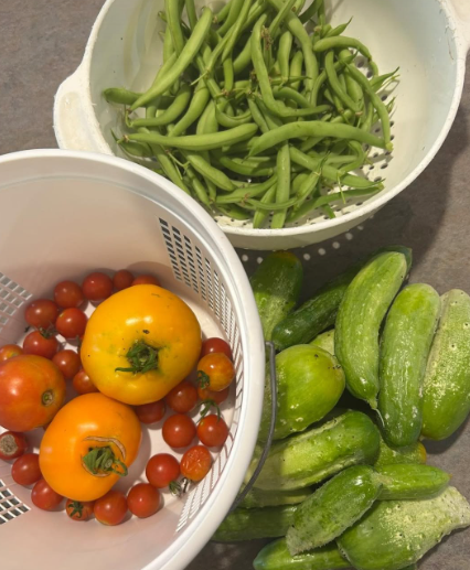 SarahGeringer's tweet image. My garden harvest today - it's time to make pickles, salsa, and canned beans! #gardening
