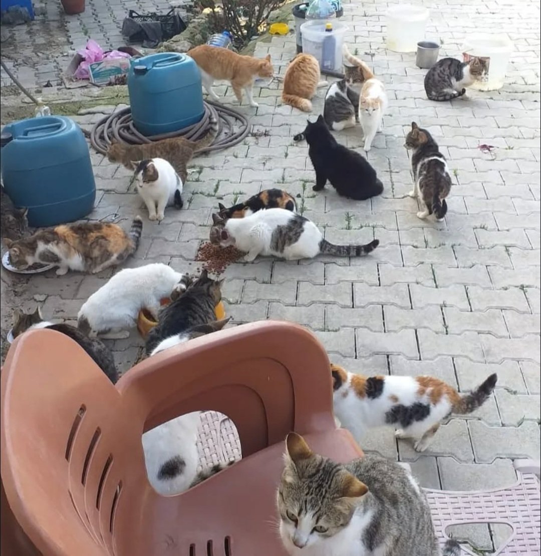 Paylaşım yapmadan destek göremiyorum lütfen yardımcı olun çok az mamamız kaldı sayfama girip incelerseniz kaç yıldır onlar için savaş verdiğimi neler yaptığımı görebilirsiniz paylaşım ve mama desteği verirseniz minnettar olurum 🤲🤲🤲
petagro.com.tr/leylahataypati