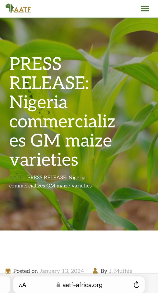 JWEZEE's tweet image. Ever bought Roasted or Boiled corn in Nigeria and noticed it doesn’t taste the same as before?  Yes it’s not organic. 

#NigeriaSaysNoToGMO