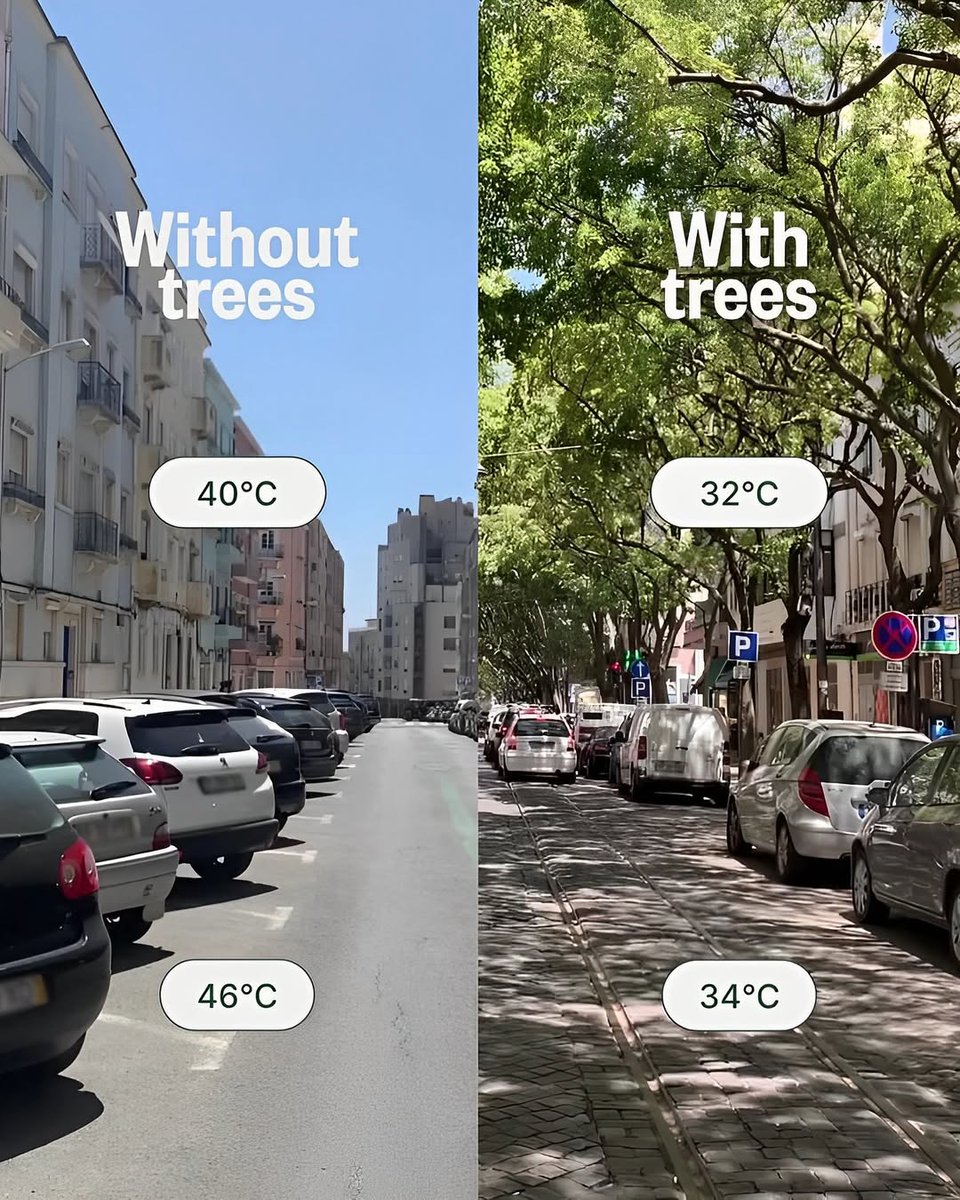 انقذوا العراق بالتشجير ! 💚