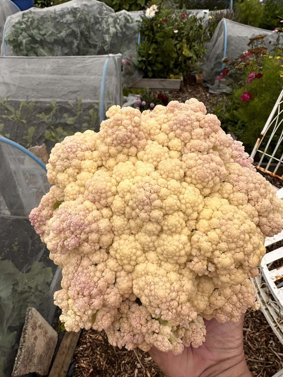 Perfectly edible cauliflower. The pink effect is my laziness in not covering over with leaves, so the pink is sun/temperature effect. 
This wouldn’t sell in the shops but it’s sure being eaten back at base camp ! 
#growyourown 
#allotmment