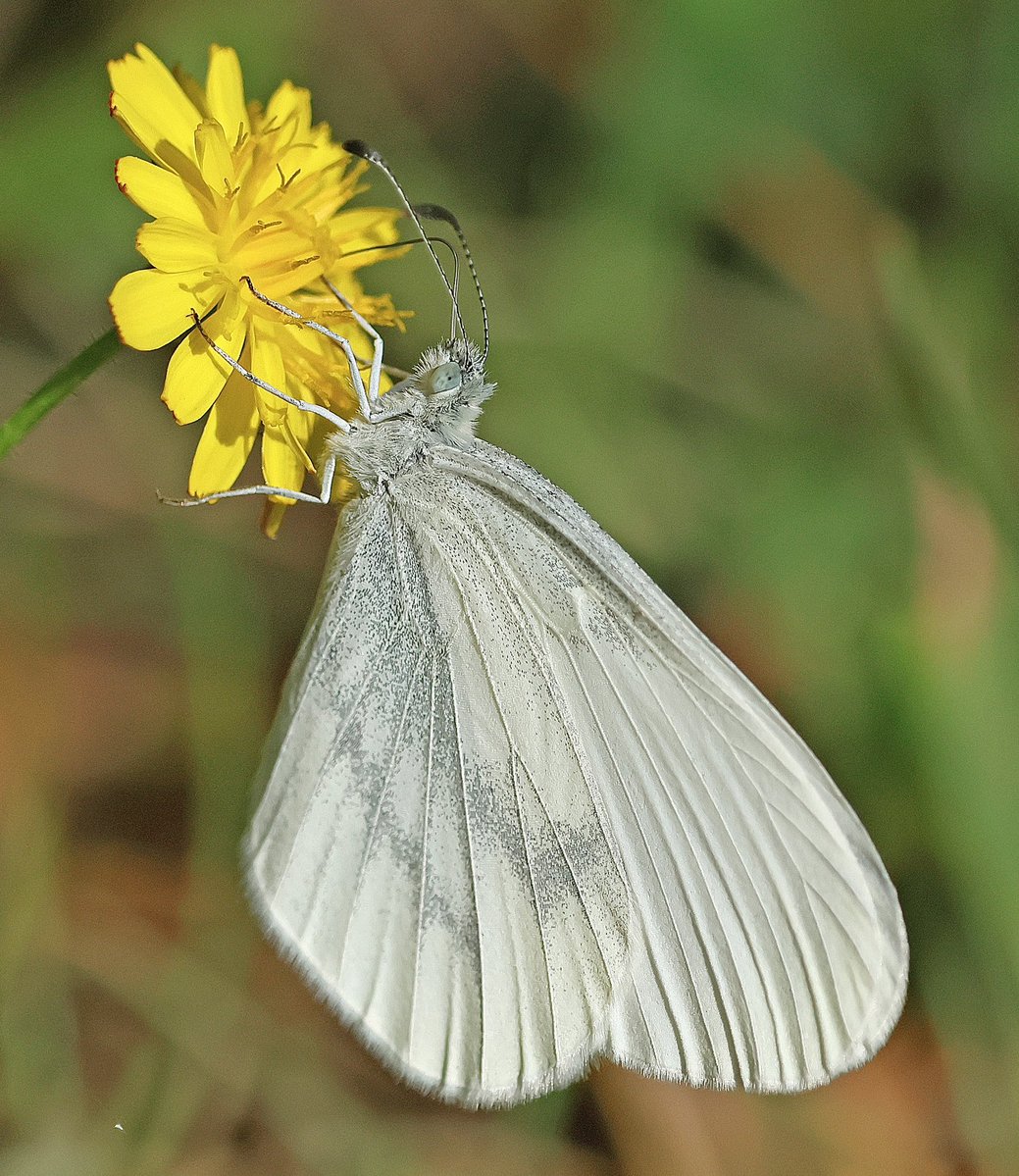 nikols_steve's tweet image. Second brood Wood White, Ryton Wood Meadows. @BCWarwickshire @savebutterflies