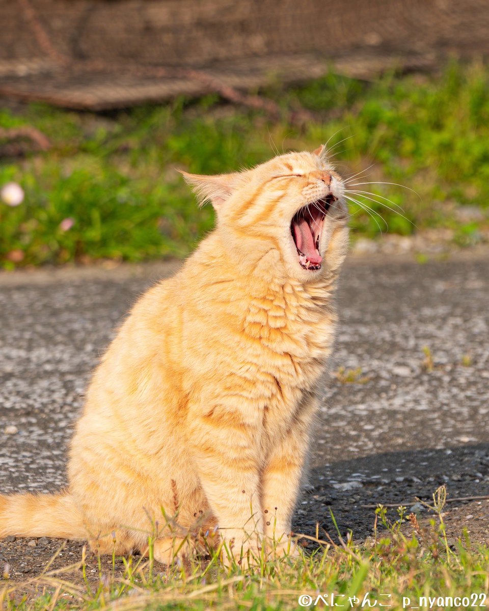 simabossneko's tweet image. 大あくび〜〜🥱😊
Big yawning! 

#あくび #猫 #cat