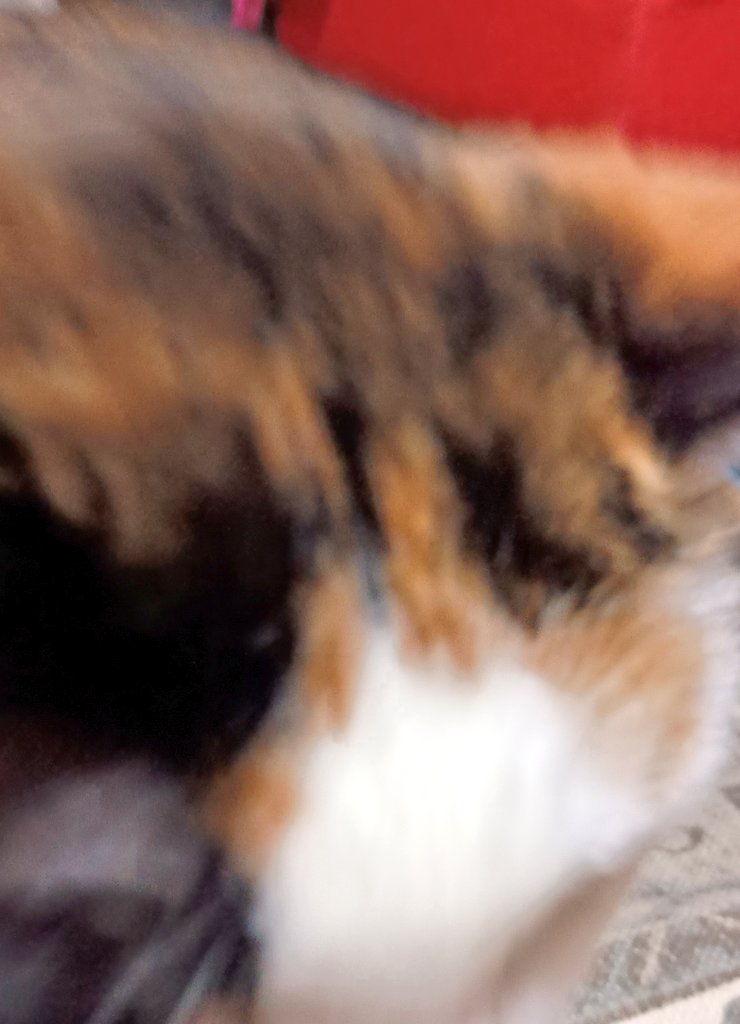 marum_vrc's tweet image. なにその座り方wってカメラ構えるとスリスリしにくるので撮れないかわいいいきもの🐱