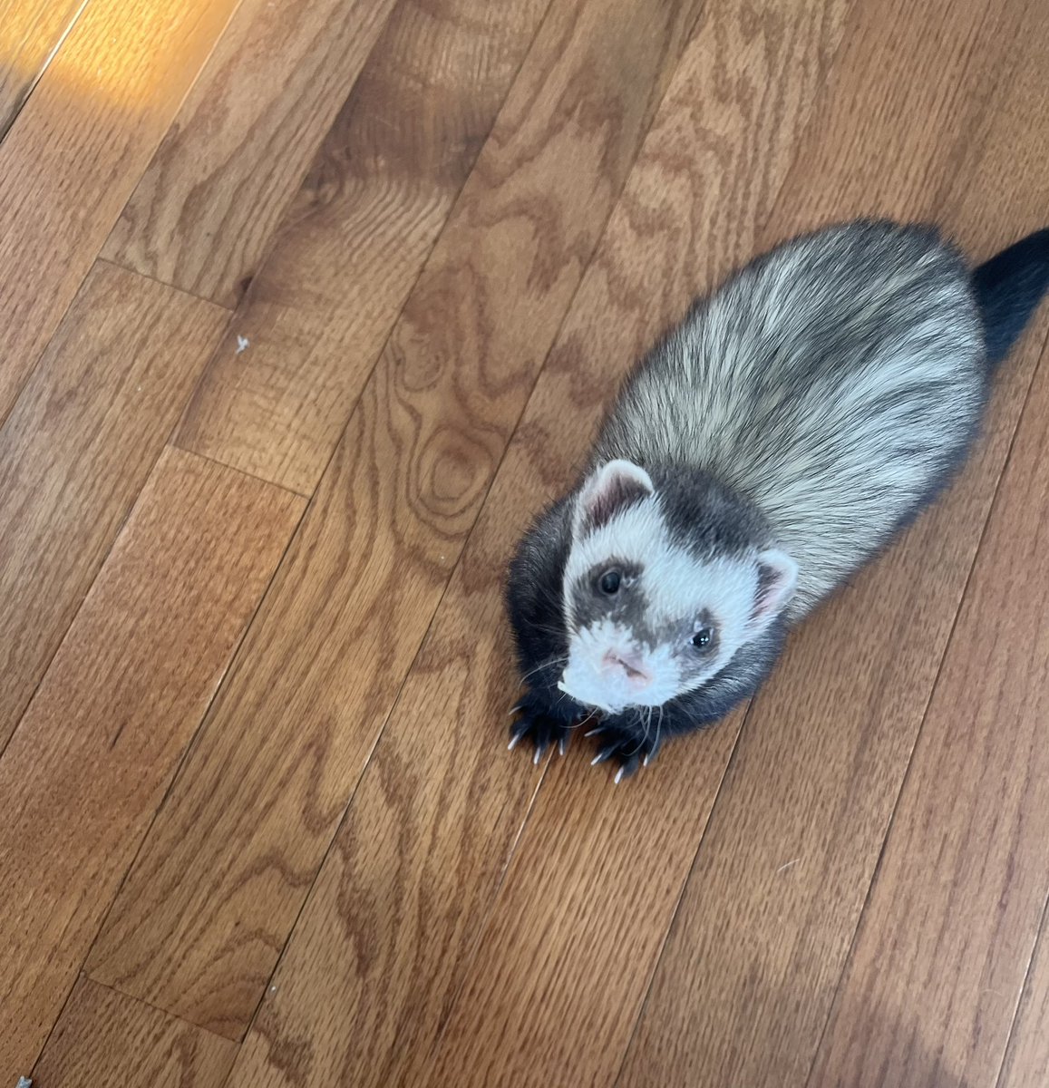 FerretPerHour's tweet image. 