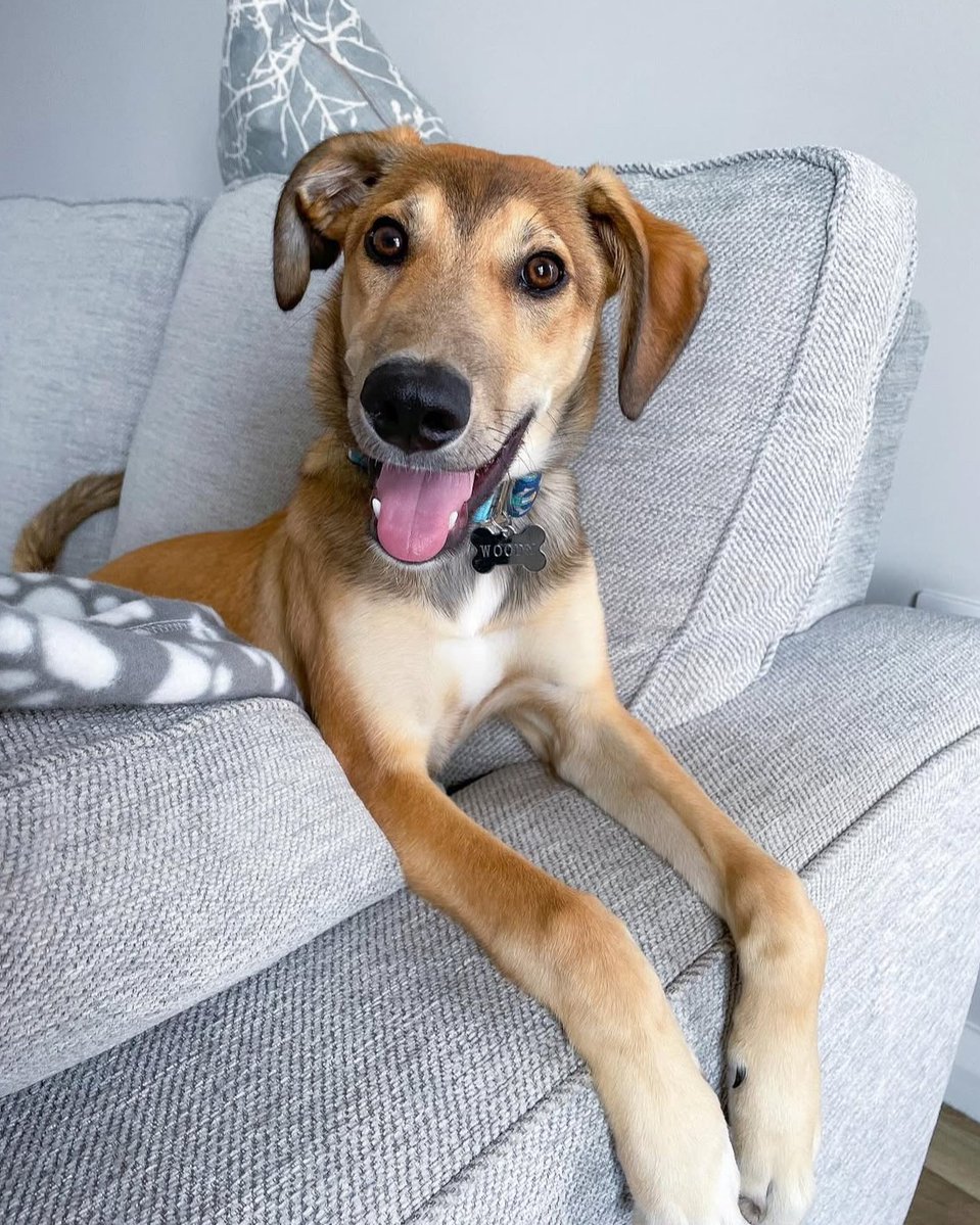 DogsTrust's tweet image. Sweet Woody was adopted from @DT_Ballymena in 2022 ๐
We are so happy he's found his perfect forever home and is well and truly living his best life!
He loves snoozing on the sofa and lots of walkies ๐ถ