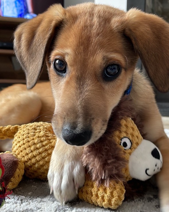 DogsTrust's tweet image. Sweet Woody was adopted from @DT_Ballymena in 2022 ๐
We are so happy he's found his perfect forever home and is well and truly living his best life!
He loves snoozing on the sofa and lots of walkies ๐ถ