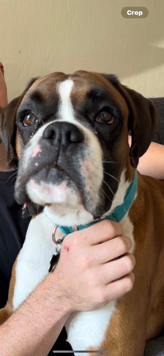 rosiedoc666's tweet image. Missing #boxer since Wed am23/7/25⚠️
getting really worried as no sightings! CHIPPED and really friendly!last seen in the #Dublin #mountains near #Fairycastle when it was misty.
anyone seen him or any info at all pls contact 086 222 1928.TY
@GuidedHiking @RNLIDunLaoghair 🆘