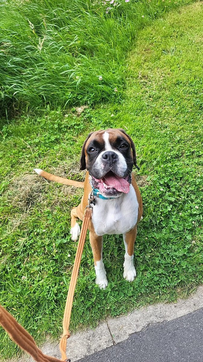 rosiedoc666's tweet image. Missing #boxer since Wed am23/7/25⚠️
getting really worried as no sightings! CHIPPED and really friendly!last seen in the #Dublin #mountains near #Fairycastle when it was misty.
anyone seen him or any info at all pls contact 086 222 1928.TY
@GuidedHiking @RNLIDunLaoghair 🆘