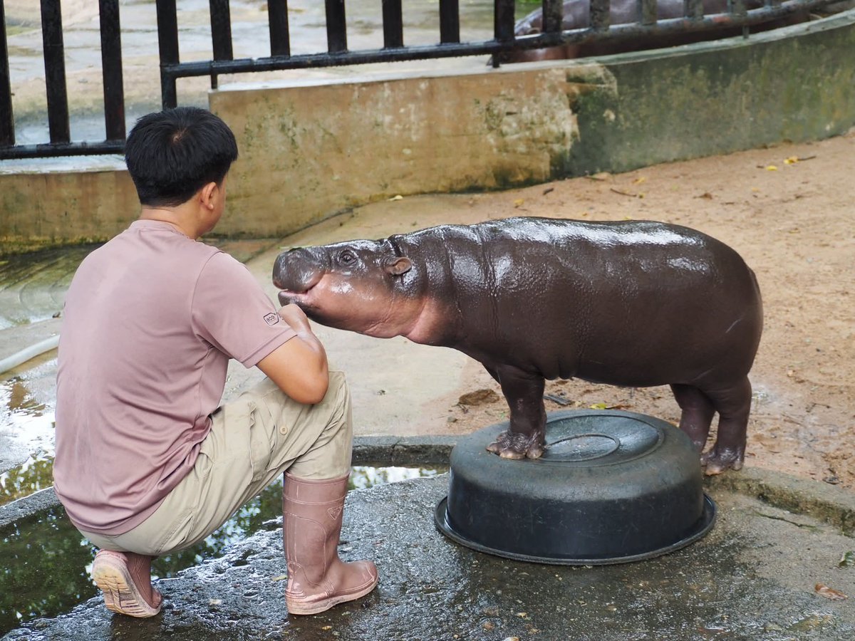 and_khamoo's tweet image. พรุ่งนี้มี Live พิเศษ ไลลา x หมูเด้ง! 🦛💖
ไลฟ์สินค้าลิขสิทธิ์แท้จาก Leila Toys x หมูเด้ง
ในช่องทาง ขาหมู แอนด์เดอะแก๊ง บน TikTok และ Facebook
📆 วันเสาร์ที่ 27 กรกฎาคม 2568
🕧 เวลา 12.30 น. เป็นต้นไป
✨ รายได้จากไลฟ์มอบให้สวนสัตว์เปิดเขาเขียวทั้งหมด 🐘🐒🦜
#hippo #PygmyHippo…