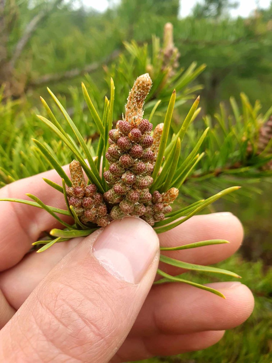 boreomeQC's tweet image. One pine pollen season gives us limited amounts of extract.

Once it’s done That’s it.

That’s how nature works!

We aren’t into mass-produced wellness. We do it the way nature wants.