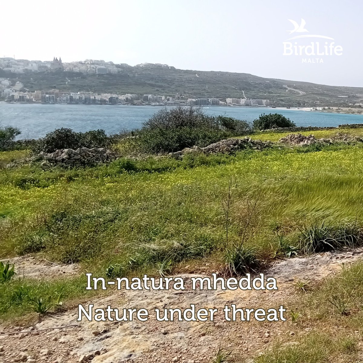 🇬🇧 BirdLife Malta strongly condemns the proposed planning law reforms published under Bills 143 and 144.   

These proposals would significantly weaken Malta’s environmental safeguards, diminish public participation, and severely restrict access to justice in planning decisions.
