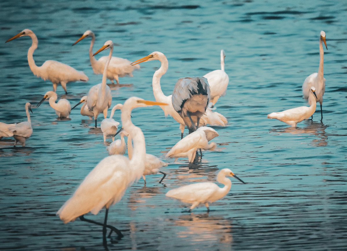 Good evening 🌿
 
Гэр бүлтэйгээ сайхан амраарай найзуудаа🏡
#birdphotography #野鳥写真   
   (📷 TZegray)