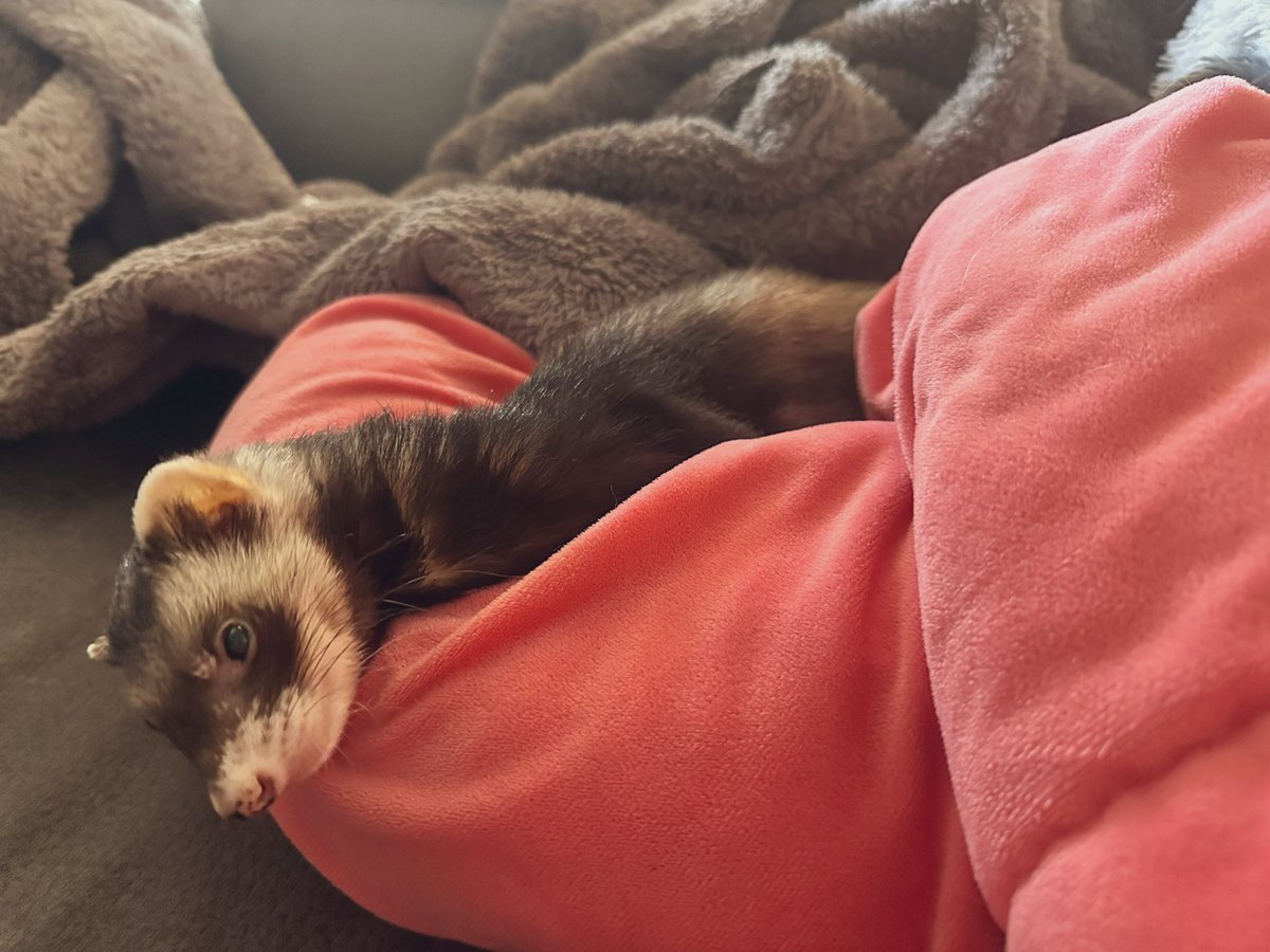 先週、小松がお空に行っちゃった
賢くて優しくて可愛くて懐っこくて
絶対おかえりってしてくれる
どこ行くにも着いてきて
本当に愛おしい小さい命だった

もう身体苦しくないと良いな
痛い事が何もないと良いな
小松が幸せだったかはわからないけど、私は本当に幸せだったよ
ありがとう、ずっと大好き