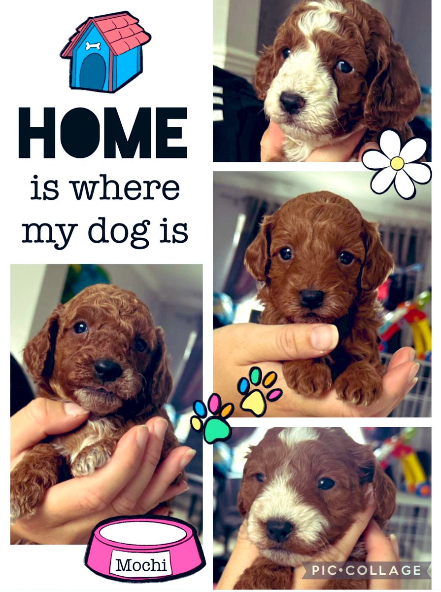💙 Boy Cockapoo pups 💙
Ready end of August to go to their forever home (will have full jabs/chipped etc)
