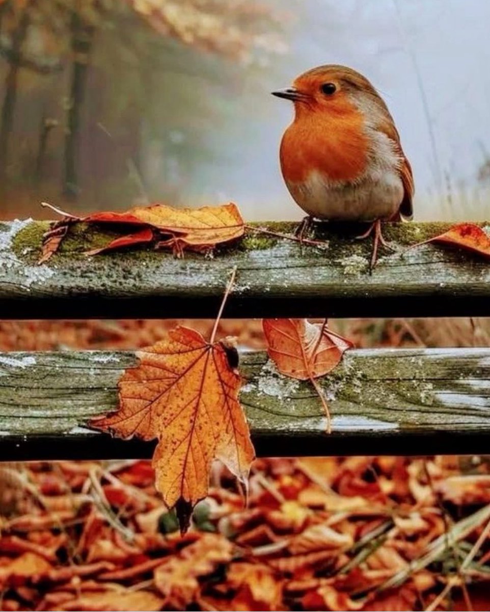 Bom dia, amigas e amigos!
🙏🙏🙏☕️🤗
Sábado maravilhoso!
“Zele pelo que diz.
É em você que tudo permanece.
E a você que tudo retorna.”
Fábio de Melo.