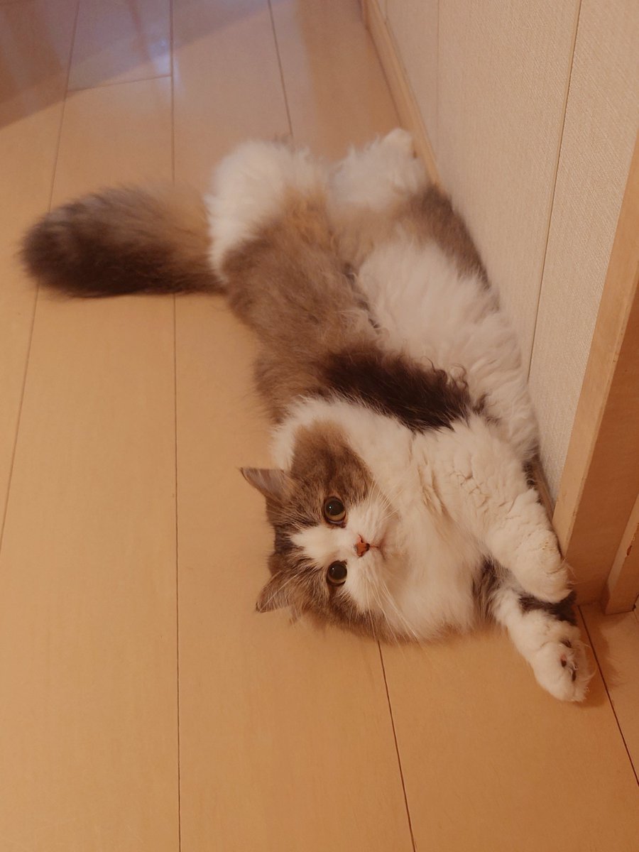 marotrain's tweet image. ゆっくりおやすみ🩷
#猫のいる暮らし𓏲𓎨   #ミヌエット