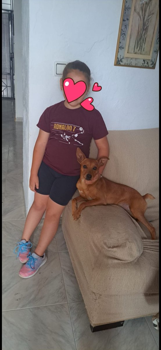 🚨🚨🚨🚨este pequeñin la familia lo lleva a la perrera. Me dicen no pueden atenderlo por trabajo y no sale nunca, se ha criado con la 👧no sabemos porque no quiere a los hombres pero es muy bueno con niños y perritos y mujeres muy obediente, me da mucha lastima por favor una