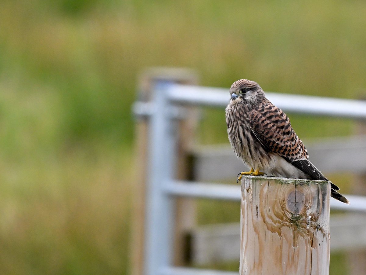 Sean (@nikonnaturepix) on Twitter photo Some more pics from this mornings walk <a href="/RSPBAireValley/">RSPB Fairburn Ings and RSPB St Aidan’s</a> #StAidans using #Nikon #Z50ii #Z52 and 180-600 lens #Kestrel
@birdguides
@rspbengland
@natures_voice
#birdphotography #wildlifephotography #naturephotography Some more pics from this mornings walk <a href="/RSPBAireValley/">RSPB Fairburn Ings and RSPB St Aidan’s</a> #StAidans using #Nikon #Z50ii #Z52 and 180-600 lens #Kestrel
@birdguides
@rspbengland
@natures_voice
#birdphotography #wildlifephotography #naturephotography
