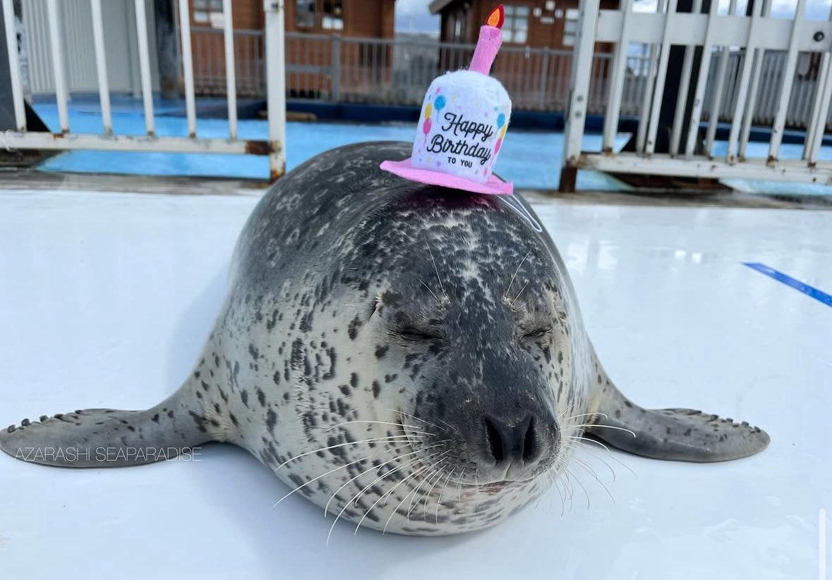 ultrabrawl56's tweet image. GUYS ITS MY 20th BIRTHDAY YIPPIEE‼️‼️