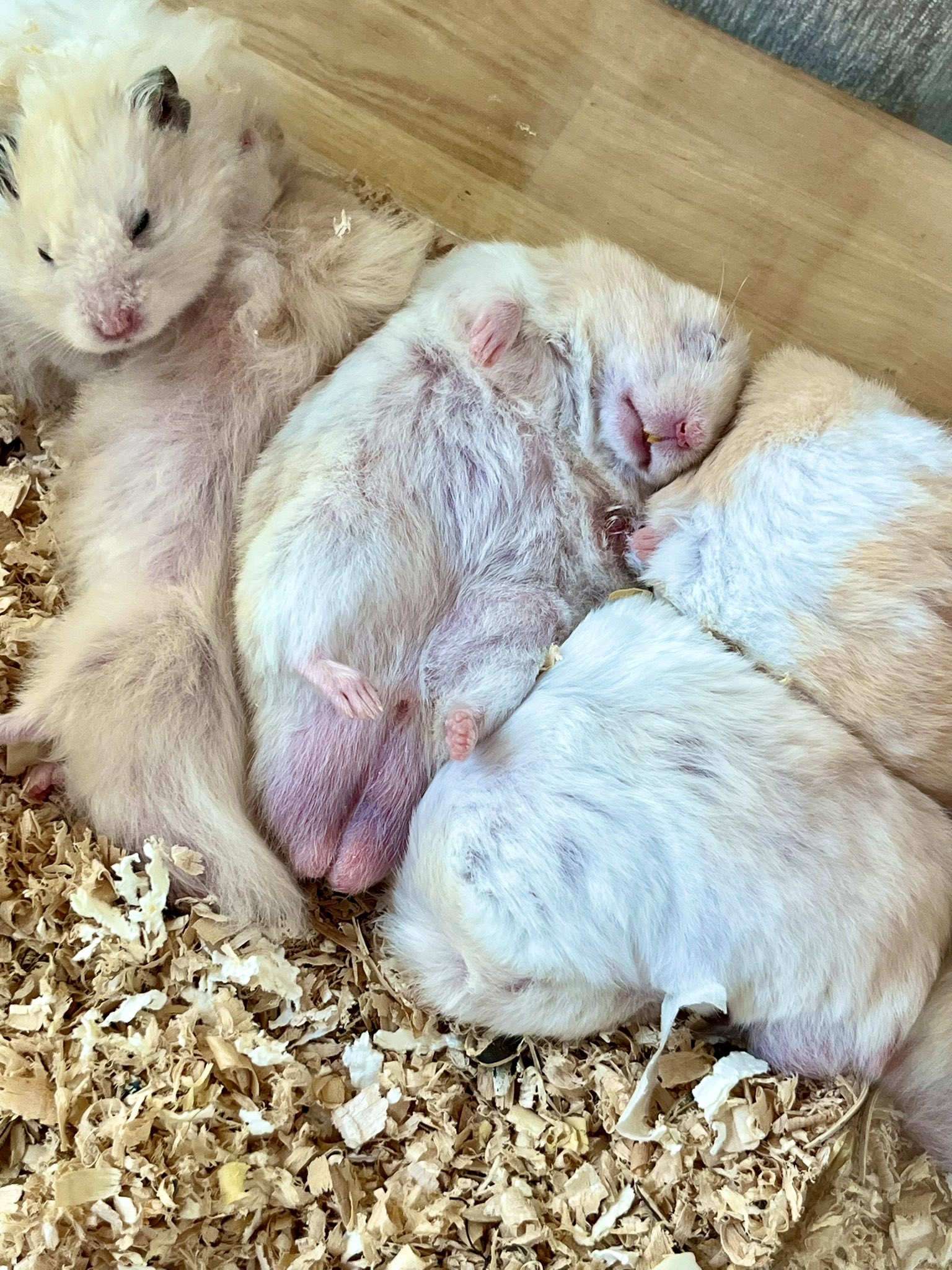 ハムスター狂人卍ちゃん🐹D13🐹みちのくｺﾐﾃｨｱ14 on X: 