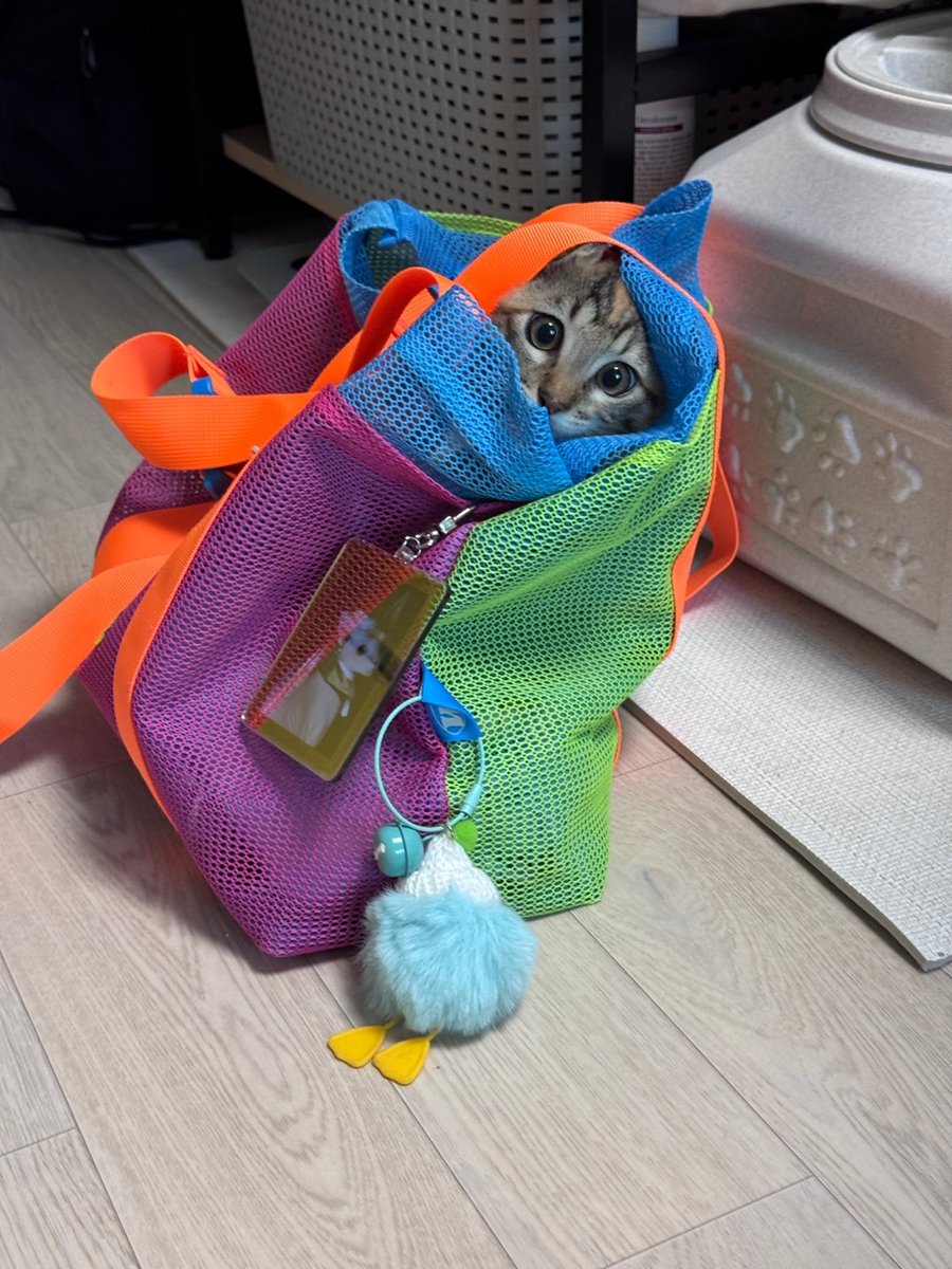 _imbo___'s tweet image. 아늑해여...
곤히 입양신청 링크⬇️
nabiya.org/adopt
🐱 곤히/여/2025년5월11일생(추정)
🐱 2차 접종/구충완료
#나비야사랑해_곤히 #가족찾는_곤히 #서울경기인천